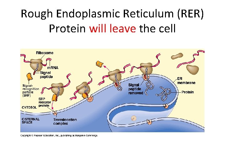 Rough Endoplasmic Reticulum (RER) Protein will leave the cell 