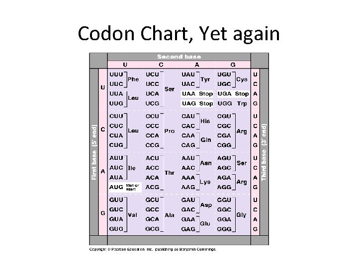 Codon Chart, Yet again 