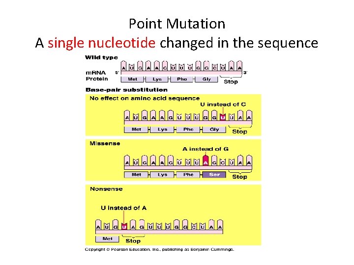 Point Mutation A single nucleotide changed in the sequence 