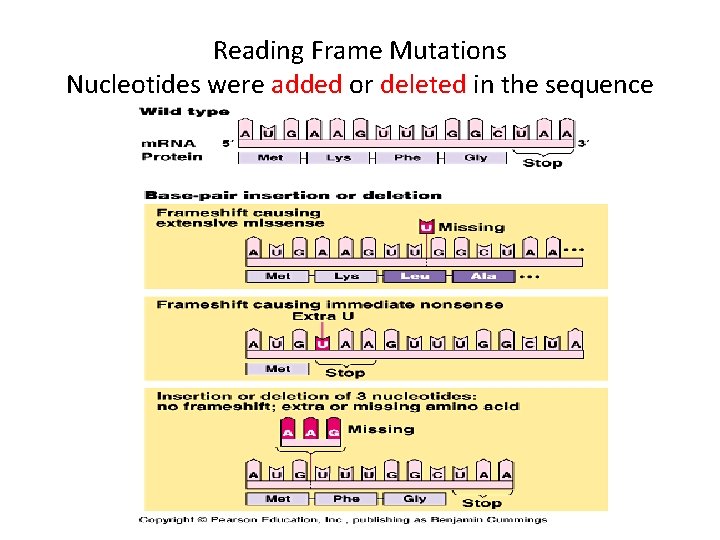 Reading Frame Mutations Nucleotides were added or deleted in the sequence 