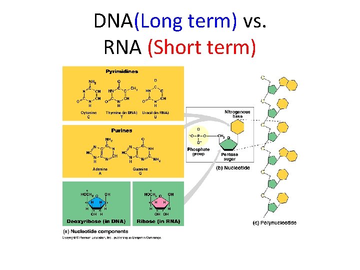 DNA(Long term) vs. RNA (Short term) 