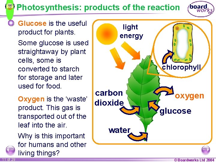 Photosynthesis: products of the reaction Glucose is the useful product for plants. Some glucose