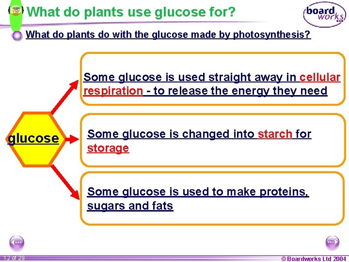 What do plants use glucose for? What do plants do with the glucose made