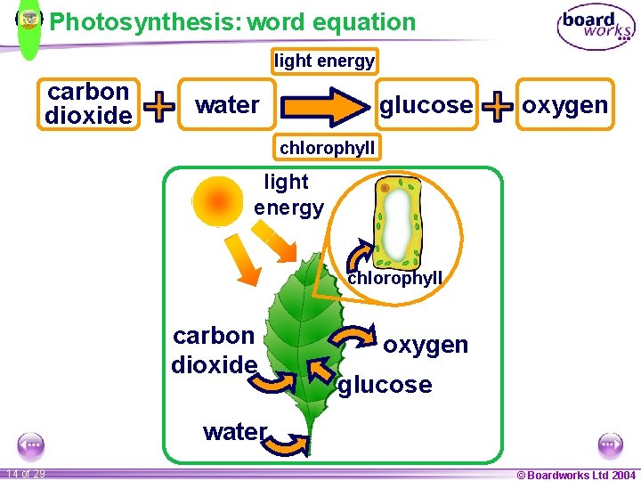 Photosynthesis: word equation light energy carbon dioxide water glucose oxygen chlorophyll light energy chlorophyll