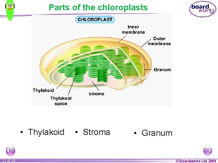 Parts of the chloroplasts • Thylakoid 21 of 29 • Stroma • Granum ©