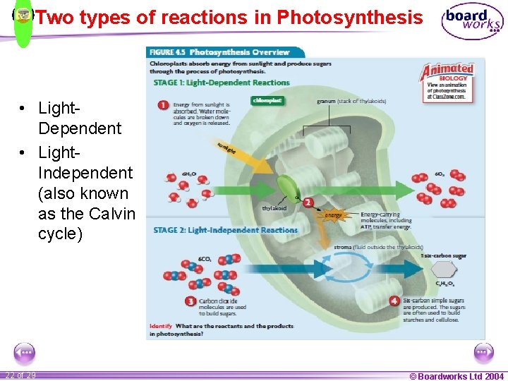 Two types of reactions in Photosynthesis • Light. Dependent • Light. Independent (also known