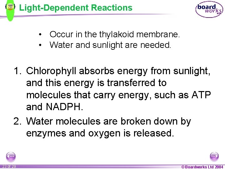 Light-Dependent Reactions • Occur in the thylakoid membrane. • Water and sunlight are needed.