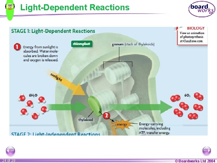 Light-Dependent Reactions 24 of 29 © Boardworks Ltd 2004 