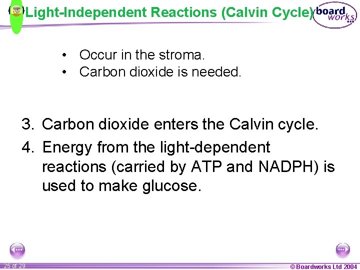 Light-Independent Reactions (Calvin Cycle) • Occur in the stroma. • Carbon dioxide is needed.