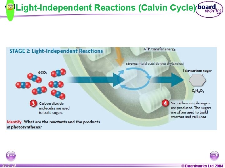 Light-Independent Reactions (Calvin Cycle) 26 of 29 © Boardworks Ltd 2004 