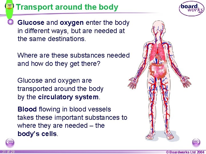 Transport around the body Glucose and oxygen enter the body in different ways, but