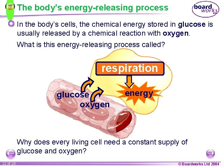 The body’s energy-releasing process In the body’s cells, the chemical energy stored in glucose