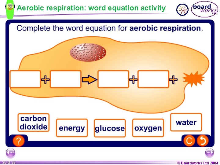Aerobic respiration: word equation activity 35 of 29 © Boardworks Ltd 2004 