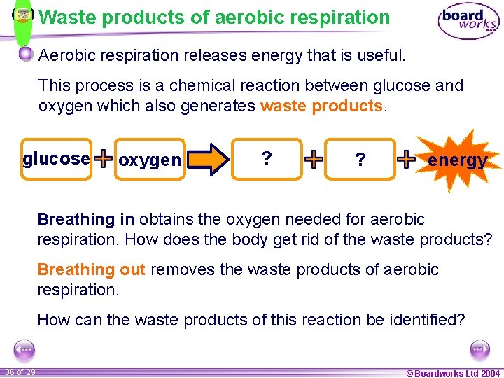 Waste products of aerobic respiration Aerobic respiration releases energy that is useful. This process