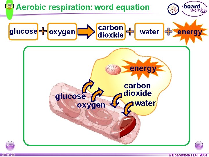 Aerobic respiration: word equation glucose oxygen carbon dioxide water energy glucose oxygen 37 of