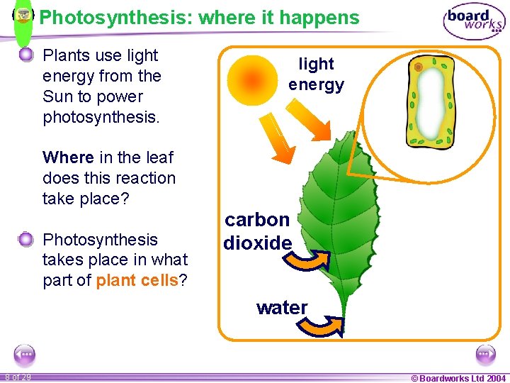 Photosynthesis: where it happens Plants use light energy from the Sun to power photosynthesis.