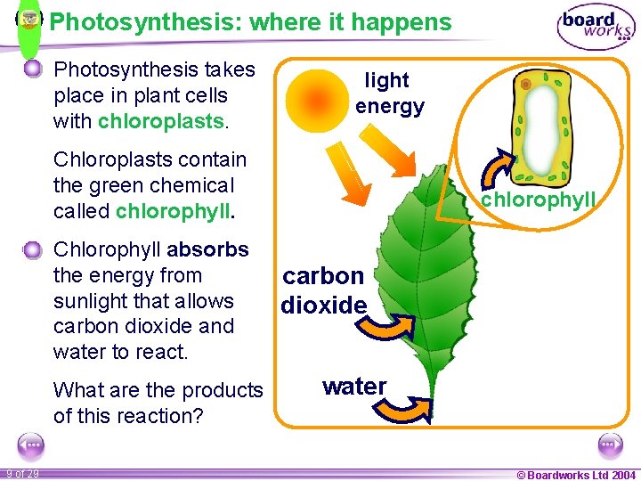 Photosynthesis: where it happens Photosynthesis takes place in plant cells with chloroplasts. light energy