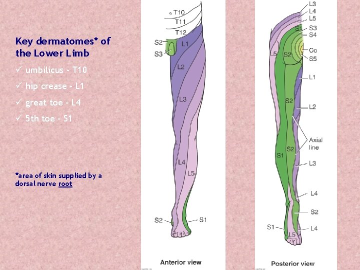 Key dermatomes* of the Lower Limb ü umbilicus - T 10 ü hip crease