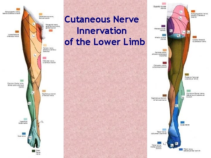 Cutaneous Nerve Innervation of the Lower Limb Cutaneous Nerve Innervation of the Lower Limb