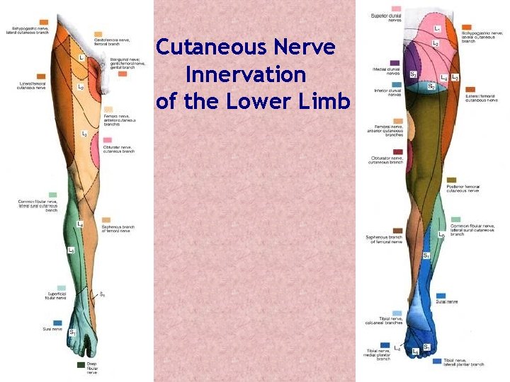 Cutaneous Nerve Innervation of the Lower Limb 