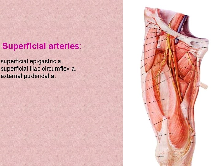 Superficial arteries: superficial epigastric a. superficial iliac circumflex a. external pudendal a. Superficial arteries: superficial epigastric a. superficial iliac circumflex a. external pudendal a.