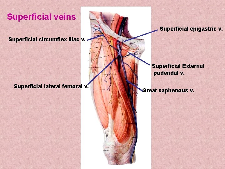 Superficial veins Superficial epigastric v. Superficial circumflex iliac v. Superficial External pudendal v. Superficial Superficial veins Superficial epigastric v. Superficial circumflex iliac v. Superficial External pudendal v. Superficial