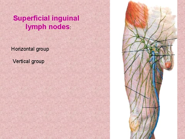 Superficial inguinal lymph nodes: Horizontal group Vertical group 