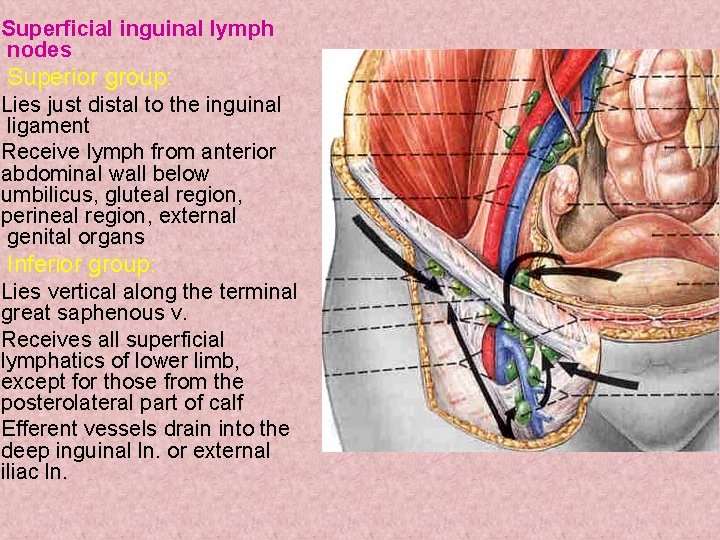 Superficial inguinal lymph nodes Superior group: Lies just distal to the inguinal ligament Receive Superficial inguinal lymph nodes Superior group: Lies just distal to the inguinal ligament Receive