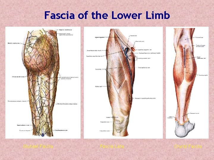 Fascia of the Lower Limb Gluteal Fascia Lata Crural Fascia Fascia of the Lower Limb Gluteal Fascia Lata Crural Fascia