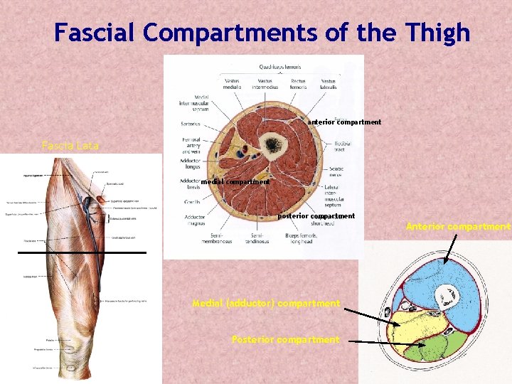 Fascial Compartments of the Thigh anterior compartment Fascia Lata medial compartment posterior compartment Anterior Fascial Compartments of the Thigh anterior compartment Fascia Lata medial compartment posterior compartment Anterior