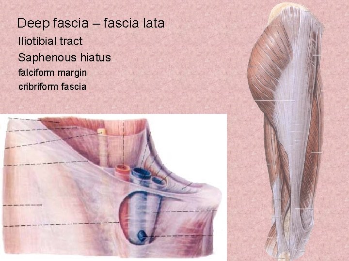 Deep fascia – fascia lata Iliotibial tract Saphenous hiatus falciform margin cribriform fascia 