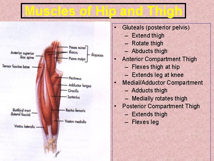 Muscles of Hip and Thigh • Gluteals (posterior pelvis) – Extend thigh – Rotate Muscles of Hip and Thigh • Gluteals (posterior pelvis) – Extend thigh – Rotate