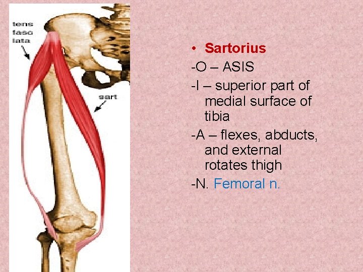  • Sartorius -O – ASIS -I – superior part of medial surface of