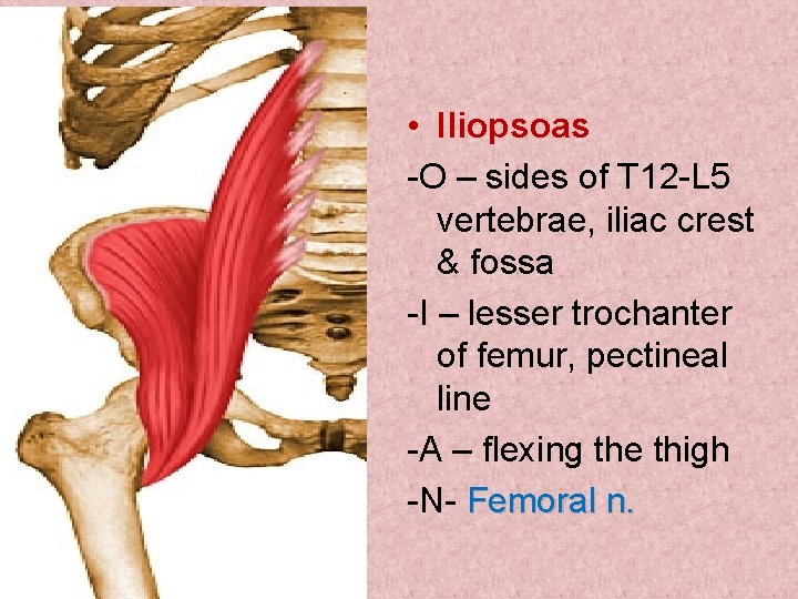 • Iliopsoas -O – sides of T 12 -L 5 vertebrae, iliac crest • Iliopsoas -O – sides of T 12 -L 5 vertebrae, iliac crest