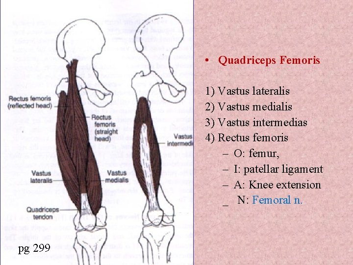  • Quadriceps Femoris 1) Vastus lateralis 2) Vastus medialis 3) Vastus intermedias 4)