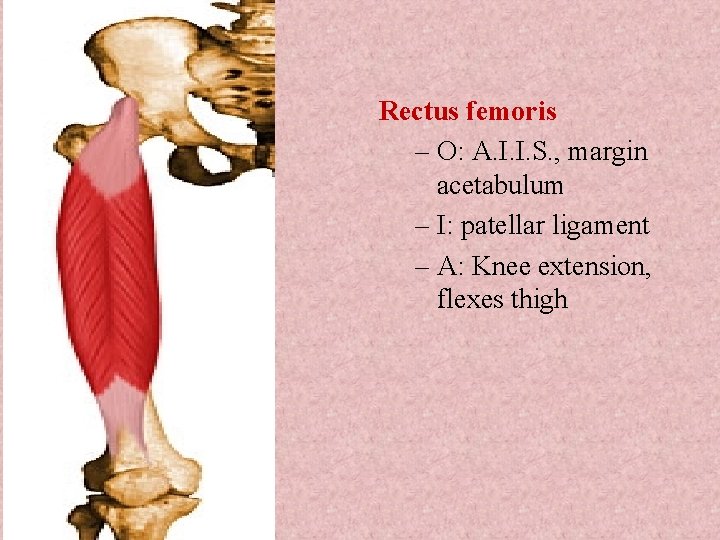 Rectus femoris – O: A. I. I. S. , margin acetabulum – I: patellar Rectus femoris – O: A. I. I. S. , margin acetabulum – I: patellar