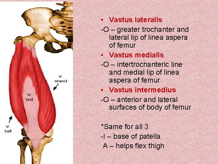 • Vastus lateralis -O – greater trochanter and lateral lip of linea aspera • Vastus lateralis -O – greater trochanter and lateral lip of linea aspera