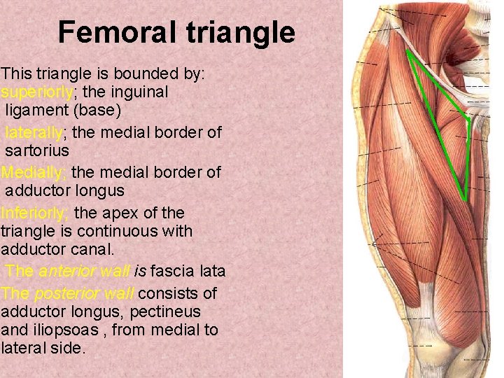 Femoral triangle This triangle is bounded by: superiorly; the inguinal ligament (base) laterally; the