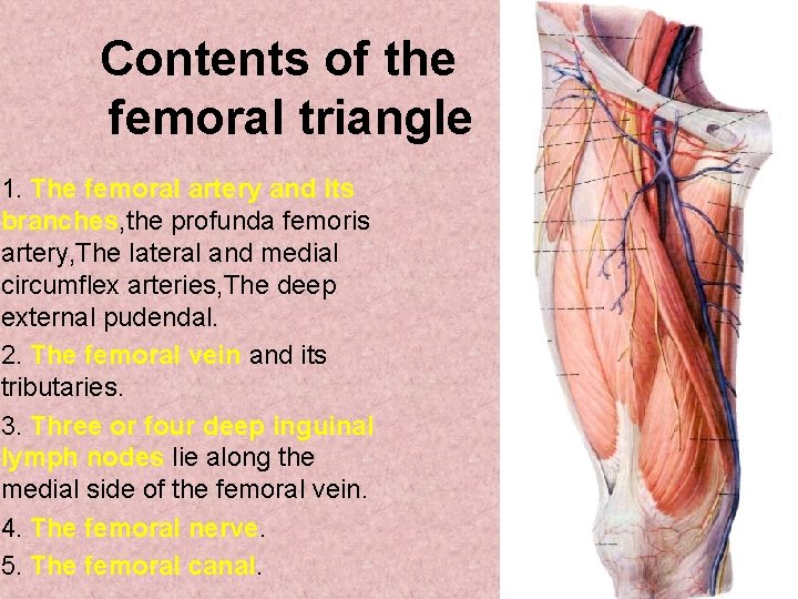 Contents of the femoral triangle 1. The femoral artery and its branches, the profunda