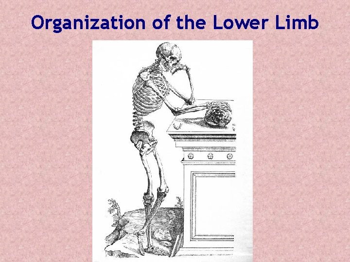 Organization of the Lower Limb Organization of the Lower Limb