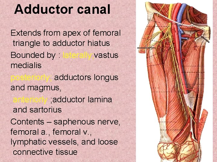 Adductor canal Extends from apex of femoral triangle to adductor hiatus Bounded by :