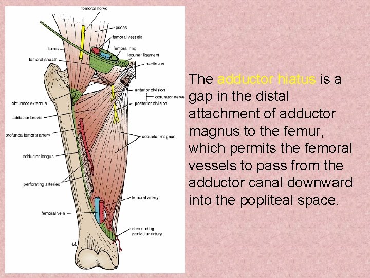 The adductor hiatus is a gap in the distal attachment of adductor magnus to