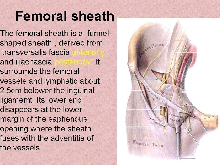Femoral sheath The femoral sheath is a funnelshaped sheath , derived from transversalis fascia Femoral sheath The femoral sheath is a funnelshaped sheath , derived from transversalis fascia