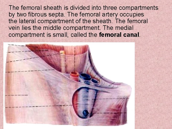 The femoral sheath is divided into three compartments by two fibrous septa. The femoral The femoral sheath is divided into three compartments by two fibrous septa. The femoral