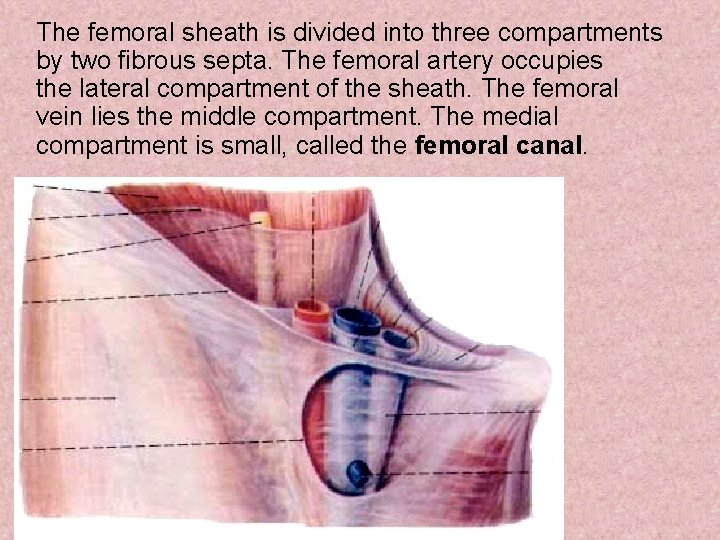 The femoral sheath is divided into three compartments by two fibrous septa. The femoral