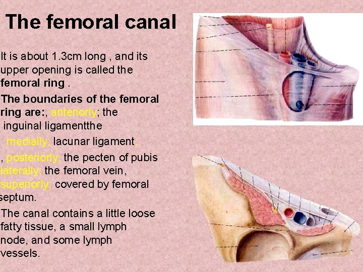 The femoral canal It is about 1. 3 cm long , and its upper