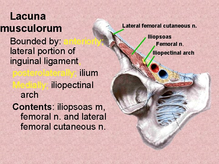 Lacuna musculorum Bounded by: anteriorly; lateral portion of inguinal ligament, posterolaterally; ilium Medially; iliopectinal