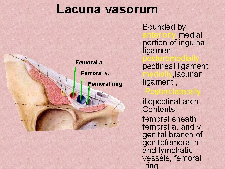 Lacuna vasorum Femoral a. Femoral v. Femoral ring Bounded by: anteriorly, medial portion of