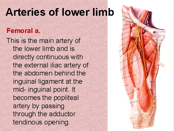 Arteries of lower limb Femoral a. This is the main artery of the lower