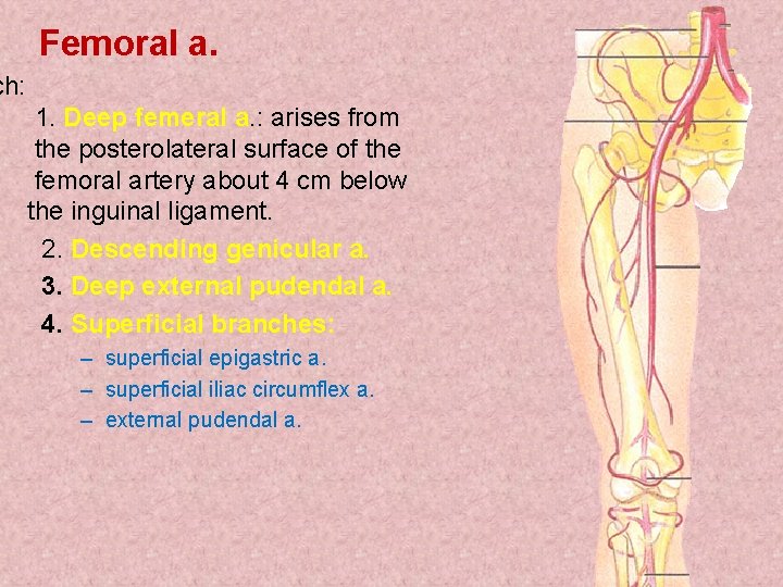 Femoral a. ch: 1. Deep femeral a. : arises from the posterolateral surface of